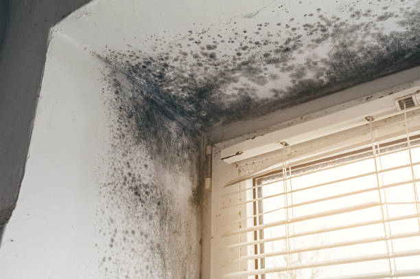 Affordable Crawl Space Mold Removal solutions in Mount Washington, KY